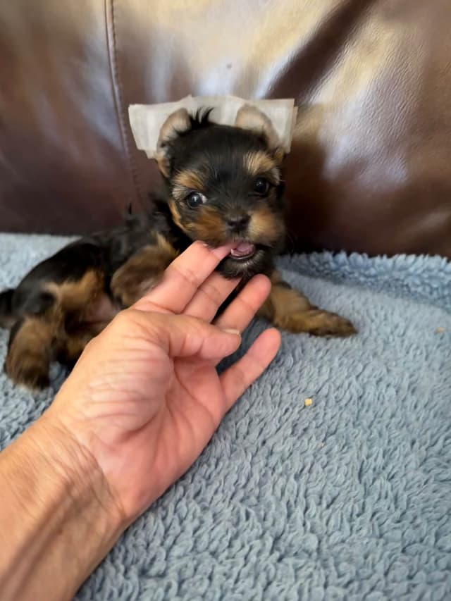 Yorkshire Terrier Puppies media 6