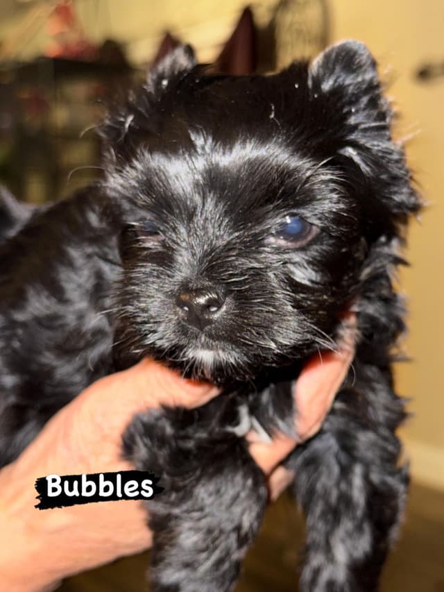 Yorkshire Terrier Puppies media 8