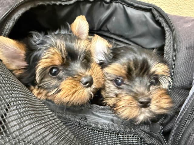 Yorkshire Terrier Puppies media 9