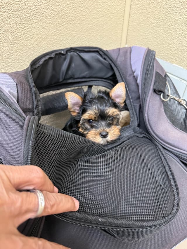 Yorkshire Terrier Puppies media 10