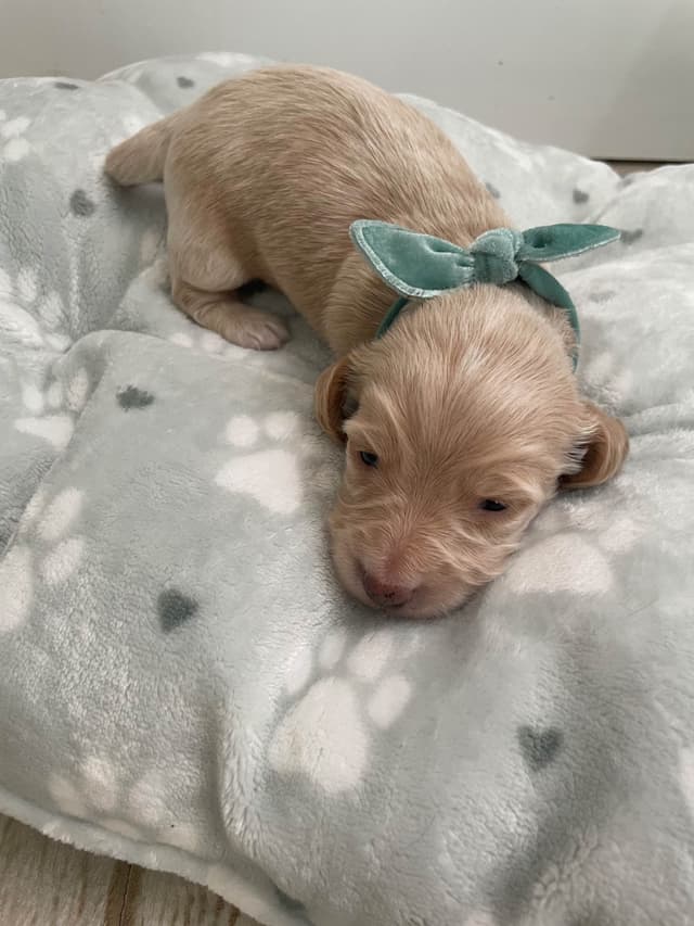 Dachshund Puppies media 4