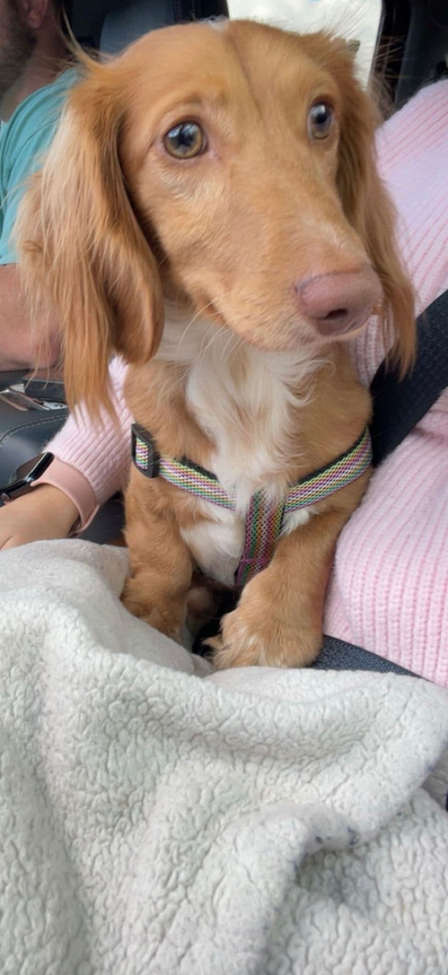 Dachshund Puppies breeder image 7