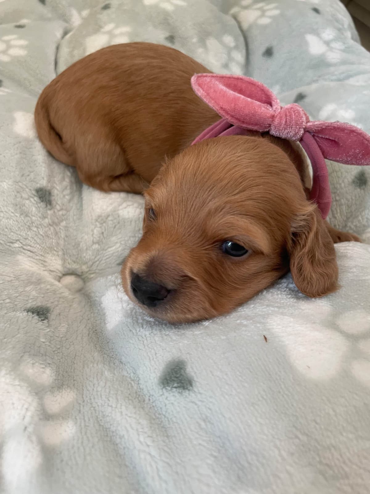 Dachshund Puppies breeder image 4