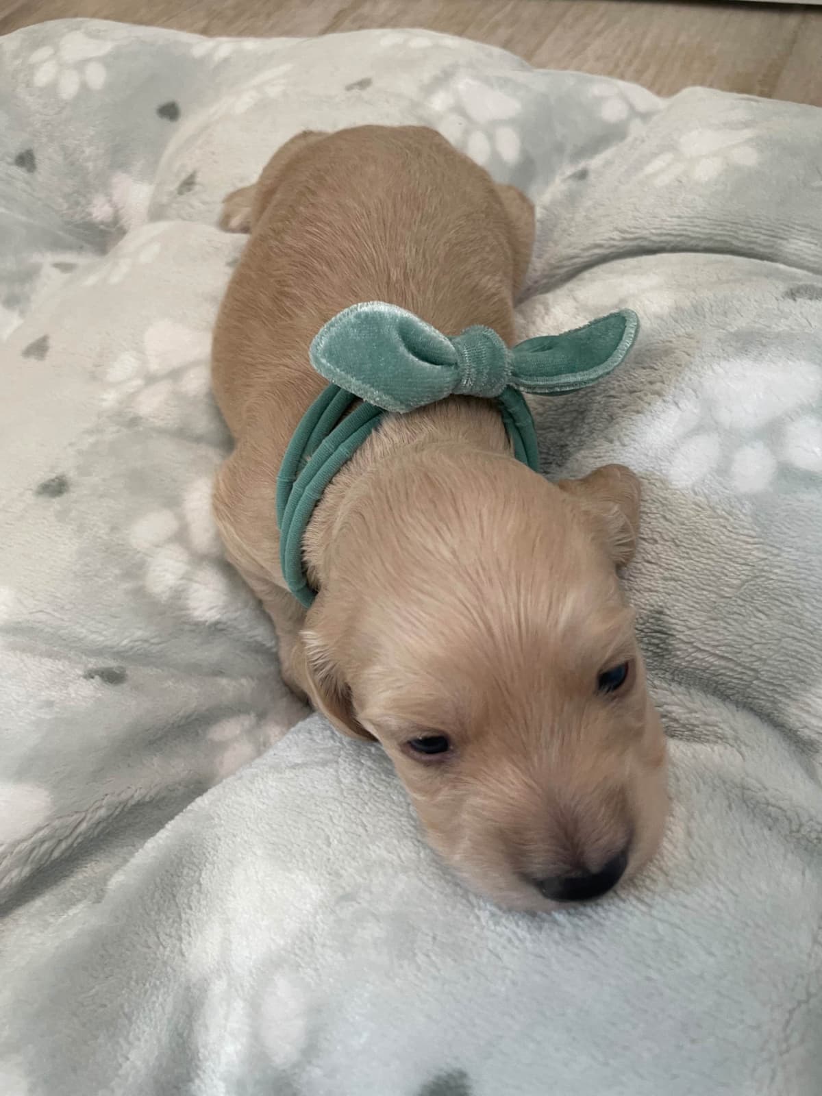 Dachshund Puppies breeder image 3