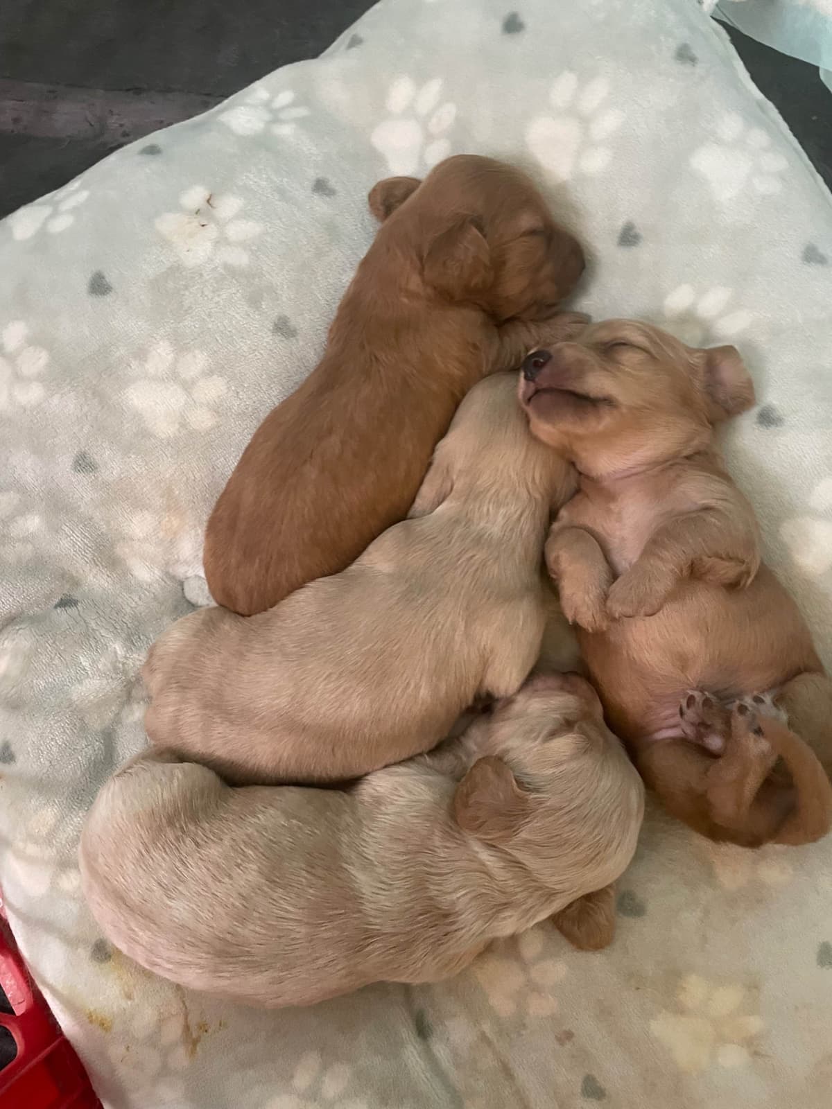 Dachshund Puppies breeder image 6