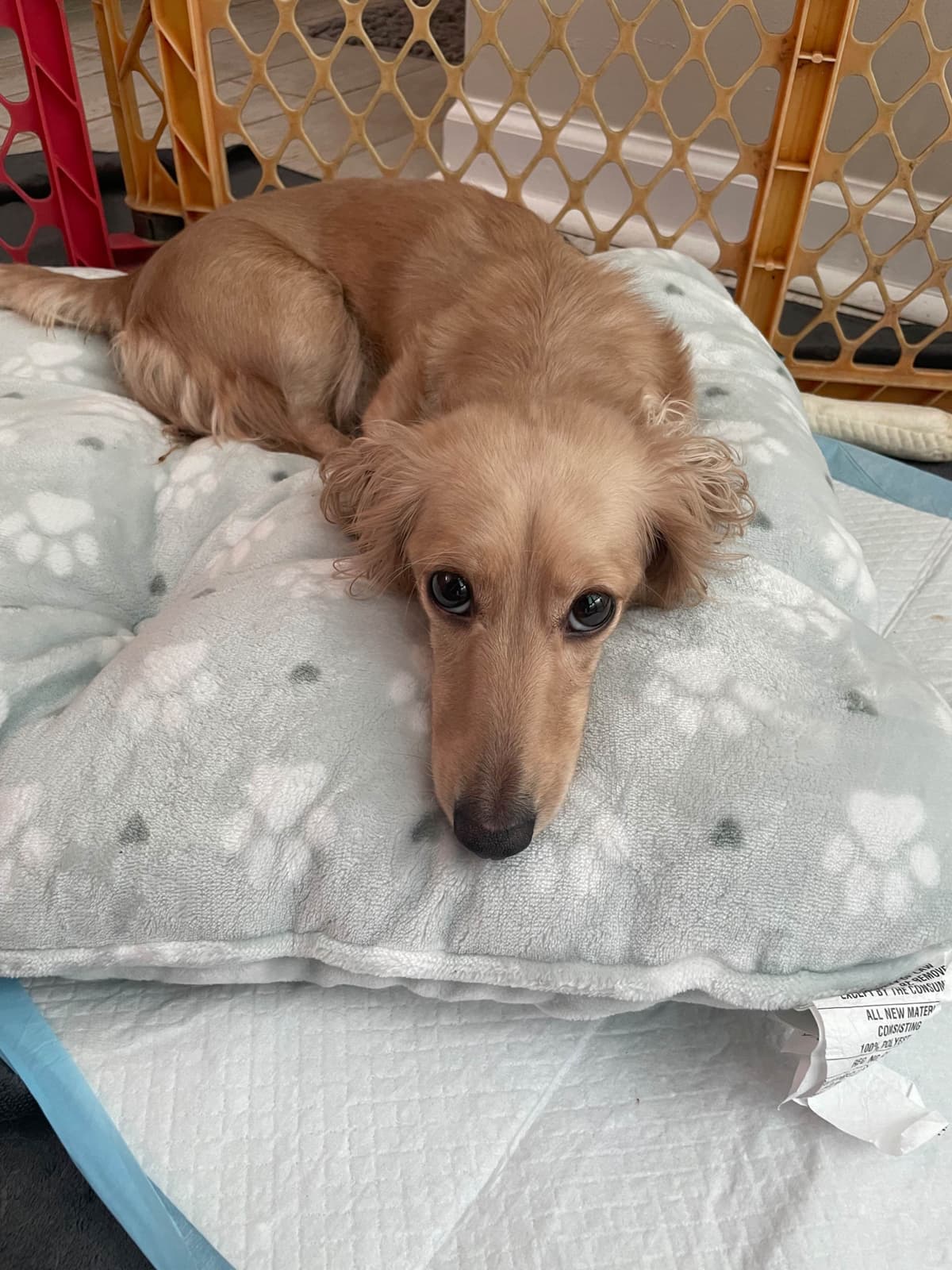 Dachshund Puppies breeder image 9