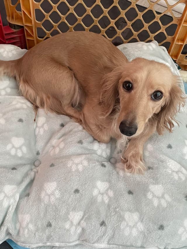 Dachshund Puppies media 5