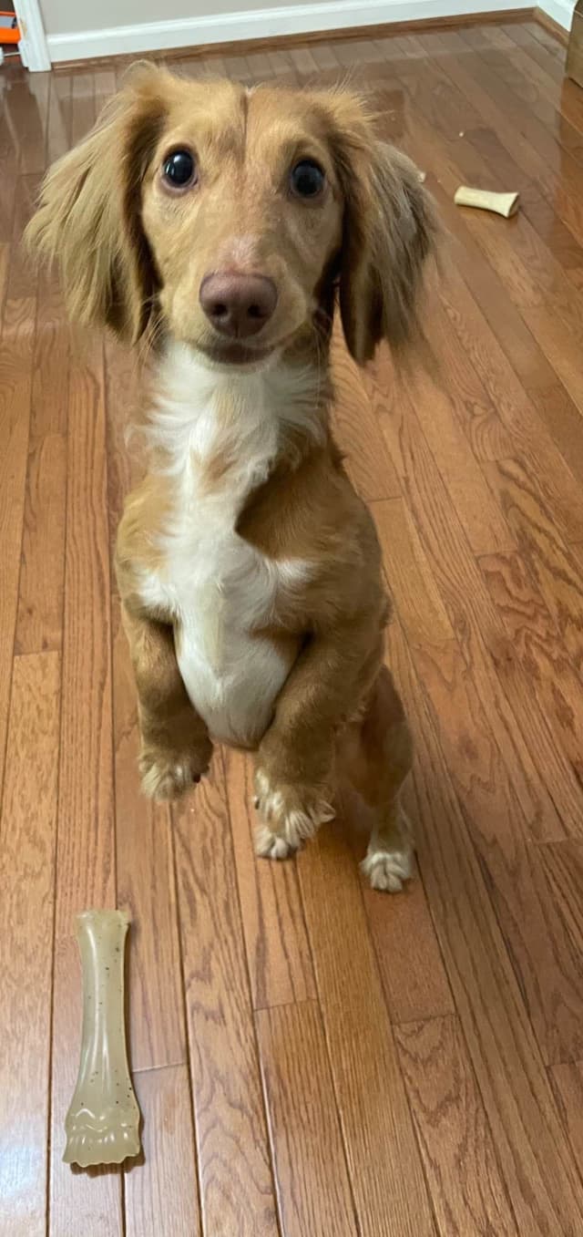 Dachshund Puppies media 6
