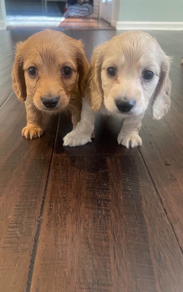 Dachshund Puppies media 7