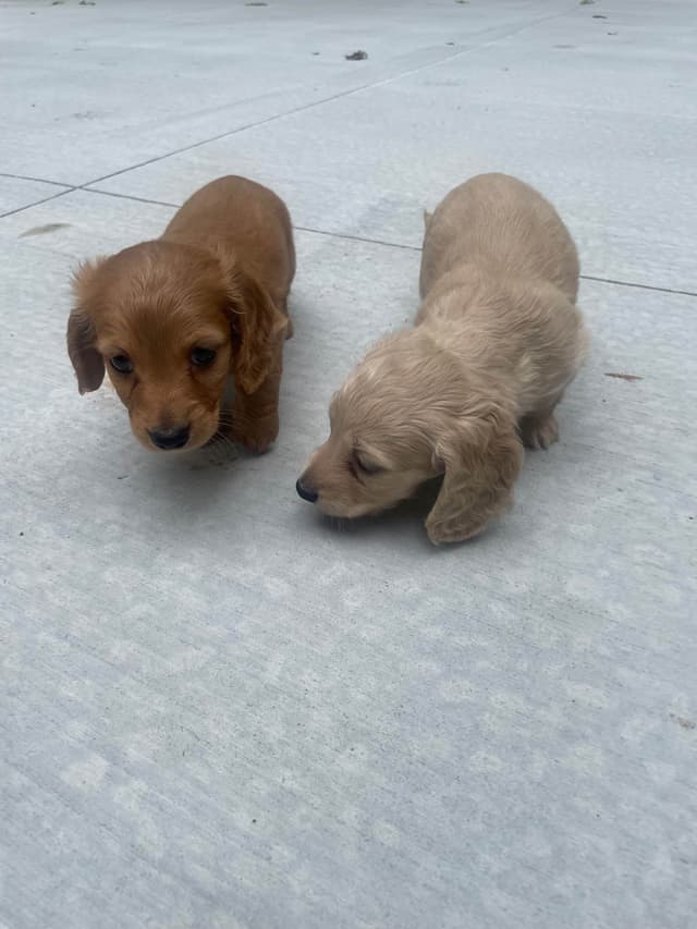 Dachshund Puppies media 10