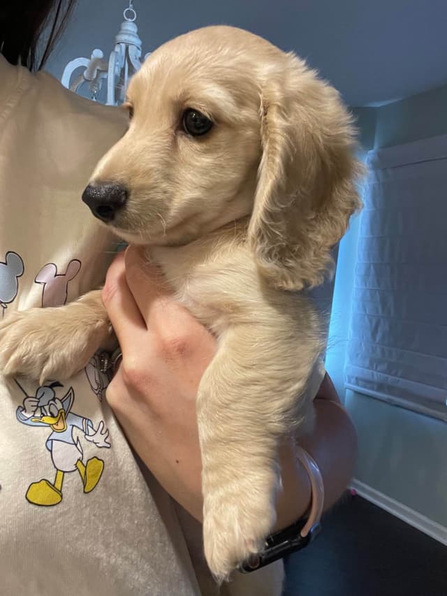Dachshund Puppies media 12