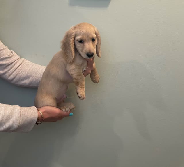 Dachshund Puppies media 14