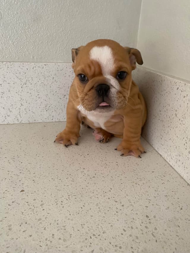 Bulldog Puppies media 2