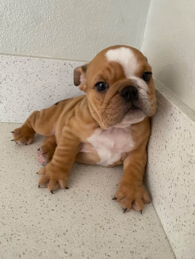 Bulldog Puppies media 3