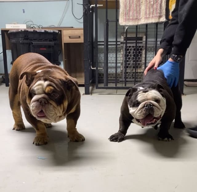 Bulldog Puppies media 4
