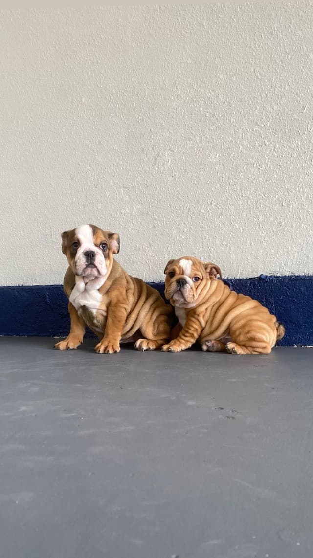 Bulldog Puppies media 5