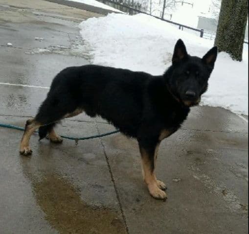 German Shepherd Dog Puppies media 3