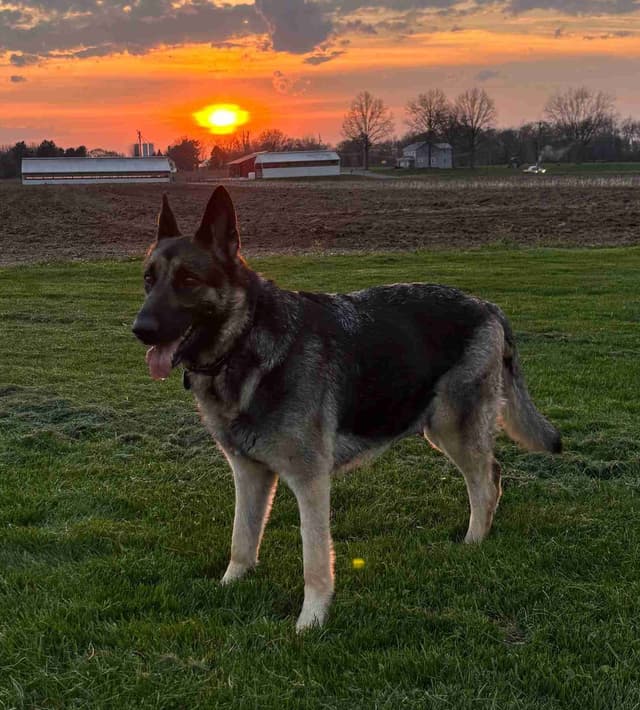 German Shepherd Dog Puppies media 2