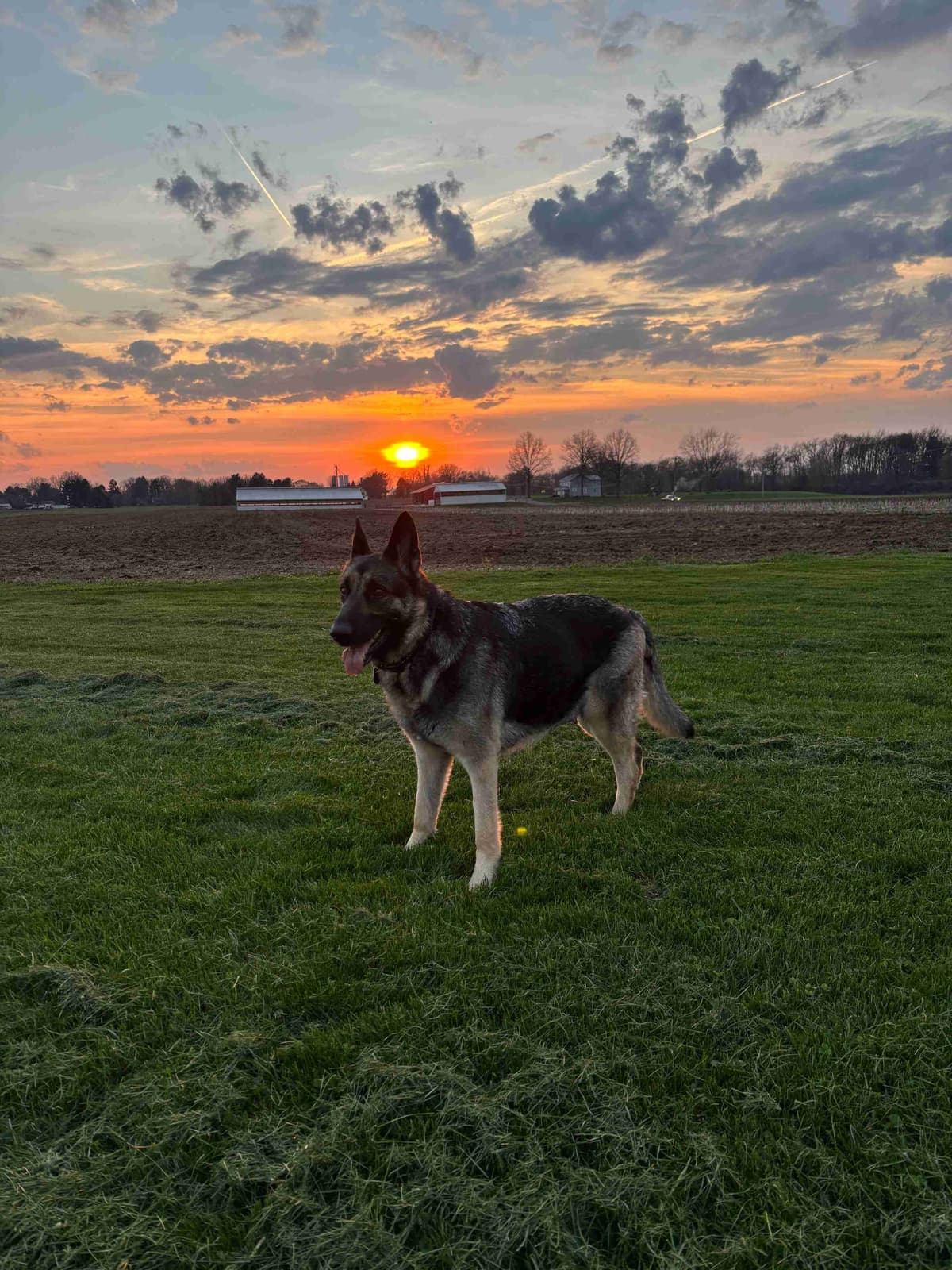 German Shepherd Dog Puppies breeder image 1