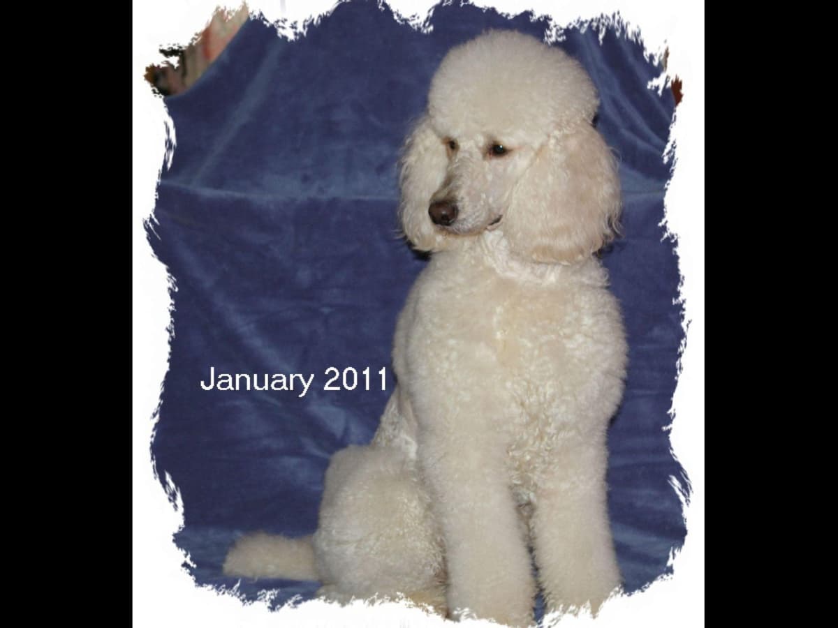 Sweet & Lovely Litle Ladies breeder image 1