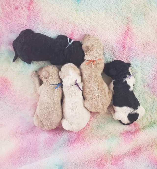 Ready to join their family beginning on August 1st media 9