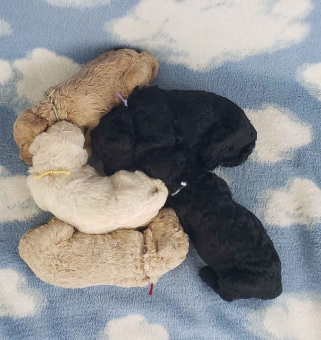 Ready to join their family beginning on August 1st media 12