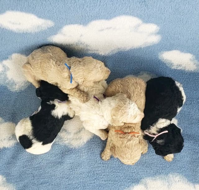 Ready to join their family beginning on August 1st media 11