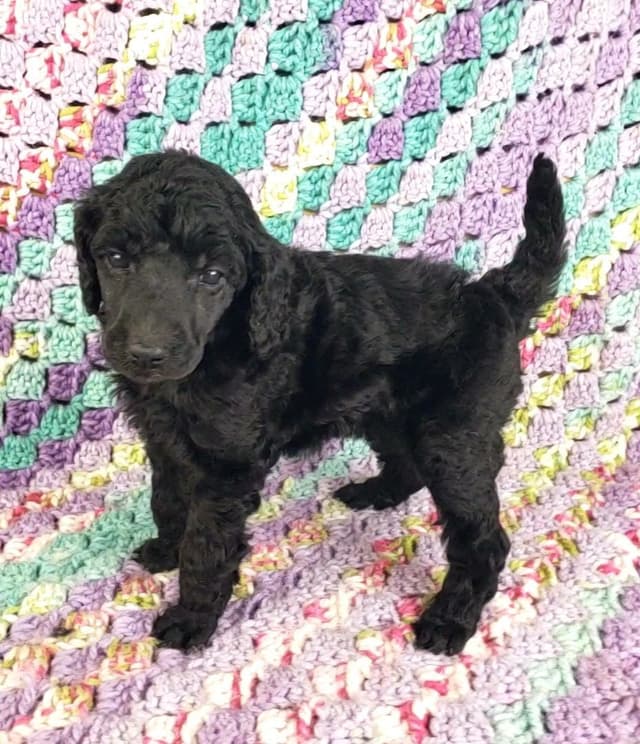 Ready to join their family beginning on August 1st media 8