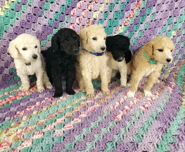 Ready to join their family beginning on August 1st media 14
