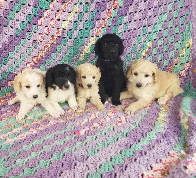 Ready to join their family beginning on August 1st media 15