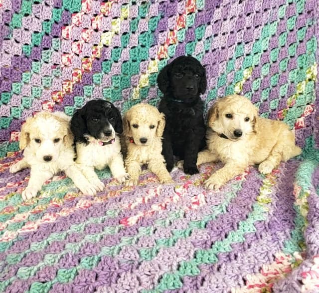 Ready to join their family beginning on August 1st media 2