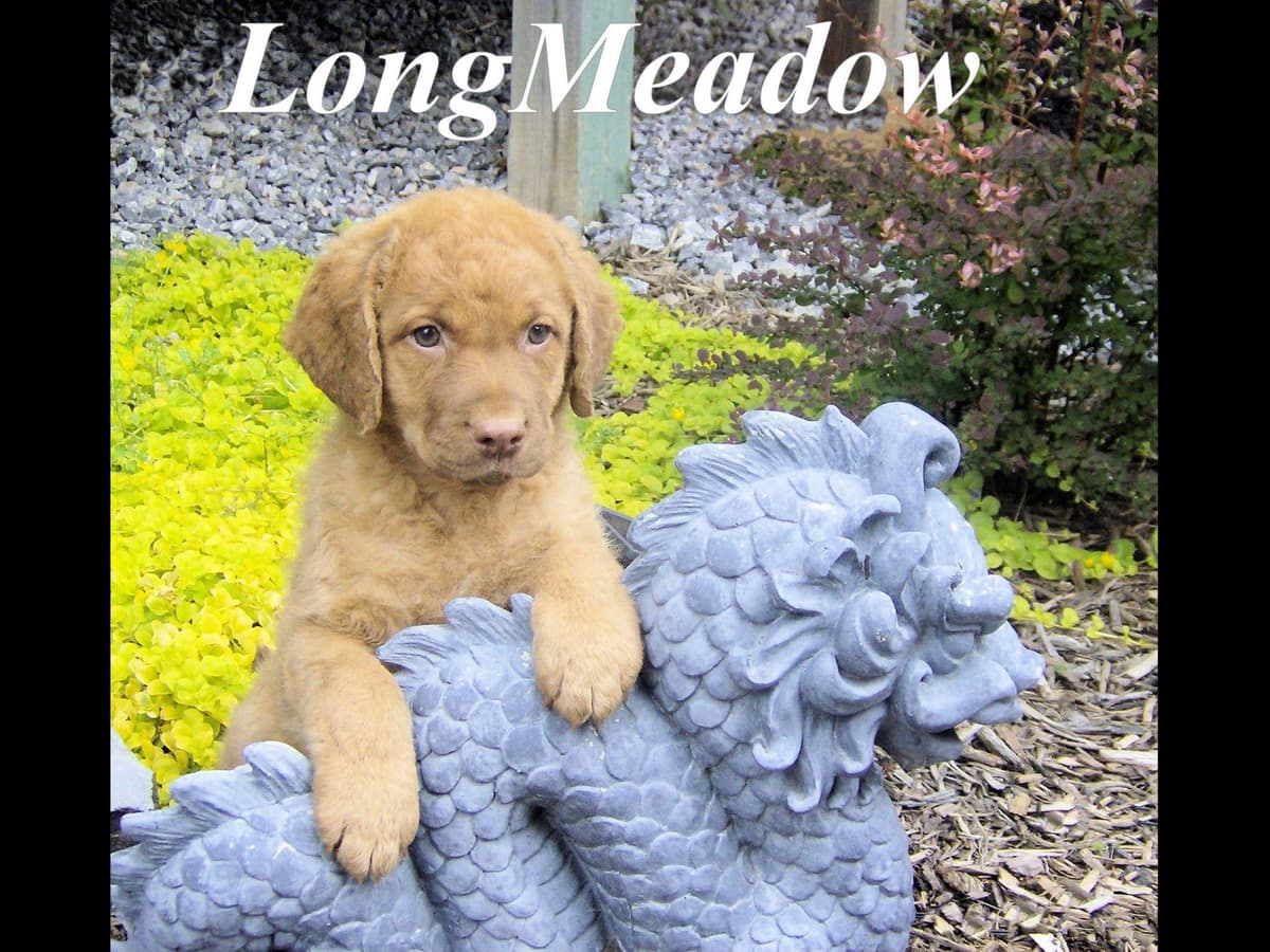 Early Fall Litter ~ Breeder of Merit Silver Level breeder image 1