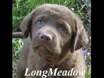 Early Fall Litter ~ Breeder of Merit Silver Level breeder image 2