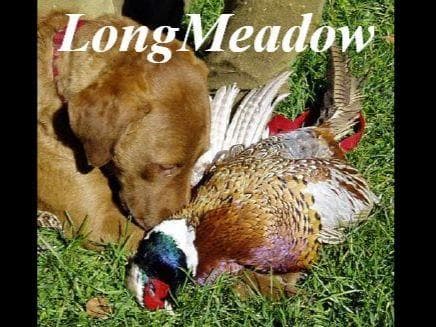 Early Fall Litter ~ Breeder of Merit Silver Level breeder image 4