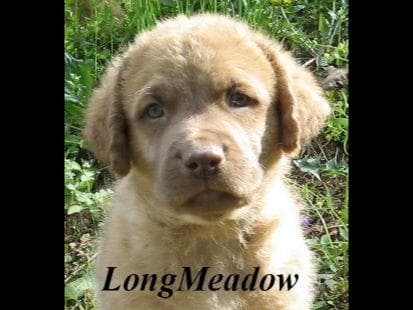 Early Fall Litter ~ Breeder of Merit Silver Level breeder image 5
