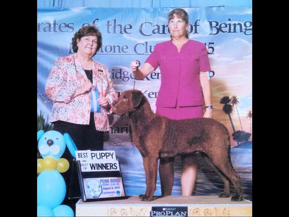 Early Fall Litter ~ Breeder of Merit Silver Level breeder image 8