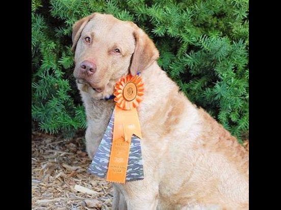 Early Fall Litter ~ Breeder of Merit Silver Level breeder image 10
