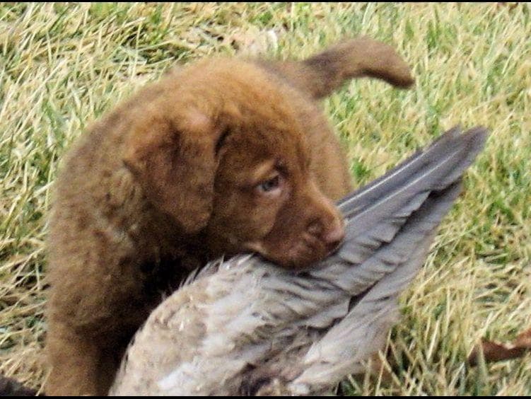 Early Fall Litter ~ Breeder of Merit Silver Level breeder image 12