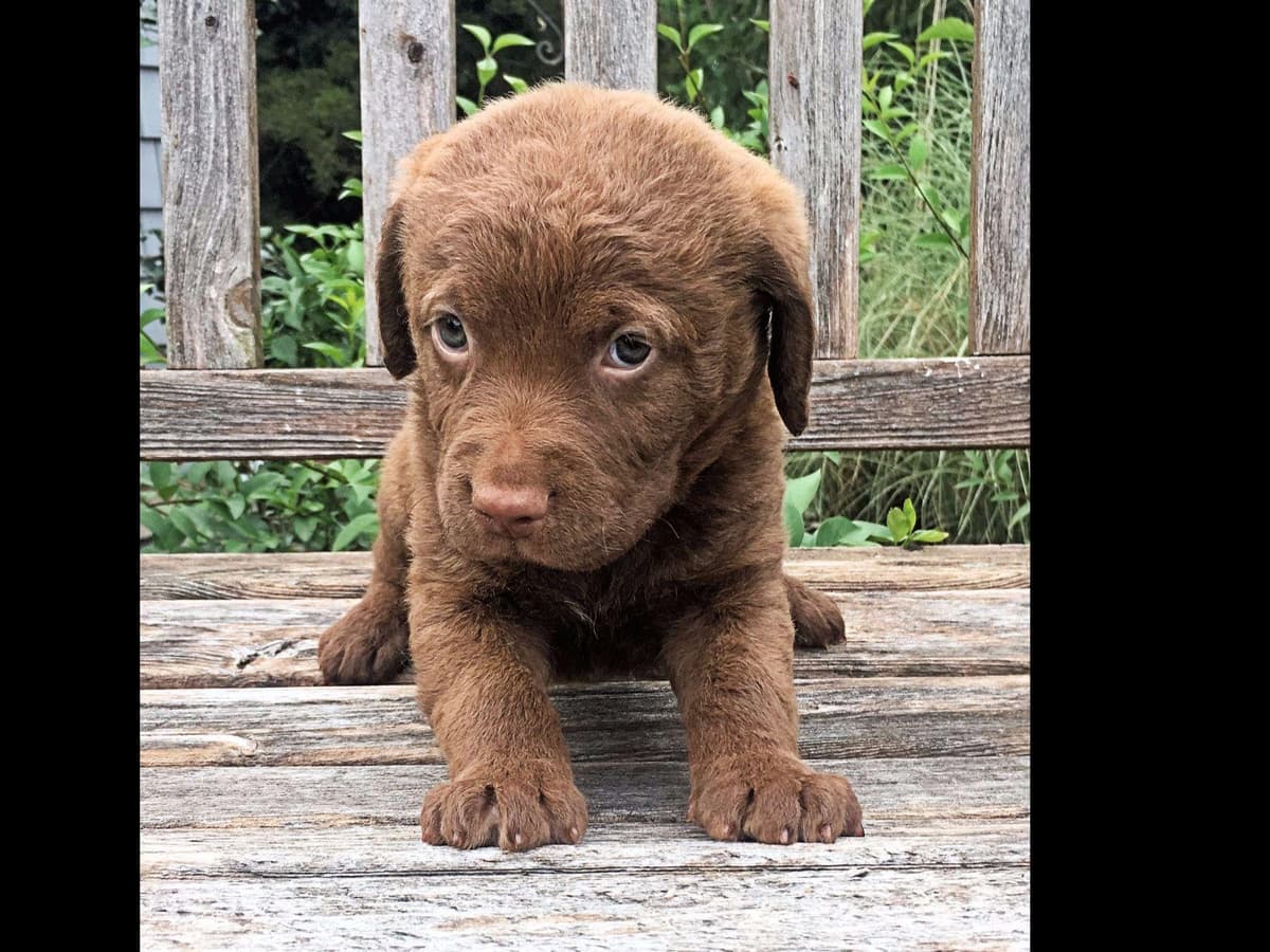 Early Fall Litter ~ Breeder of Merit Silver Level breeder image 15