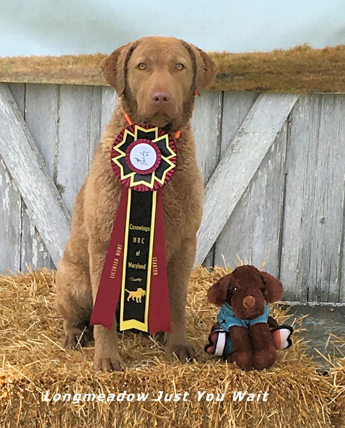 Early Fall Litter ~ Breeder of Merit Silver Level breeder image 17