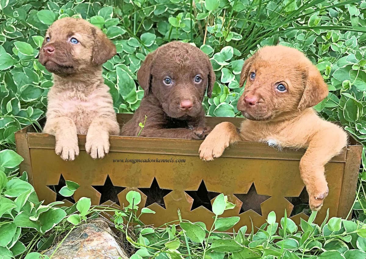 Early Fall Litter ~ Breeder of Merit Silver Level breeder image 19