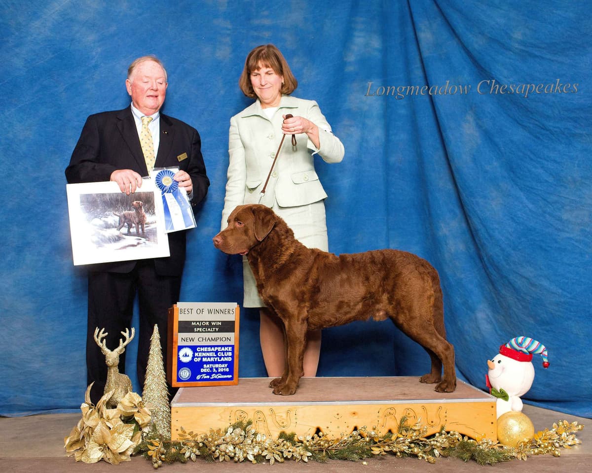 Early Fall Litter ~ Breeder of Merit Silver Level breeder image 20