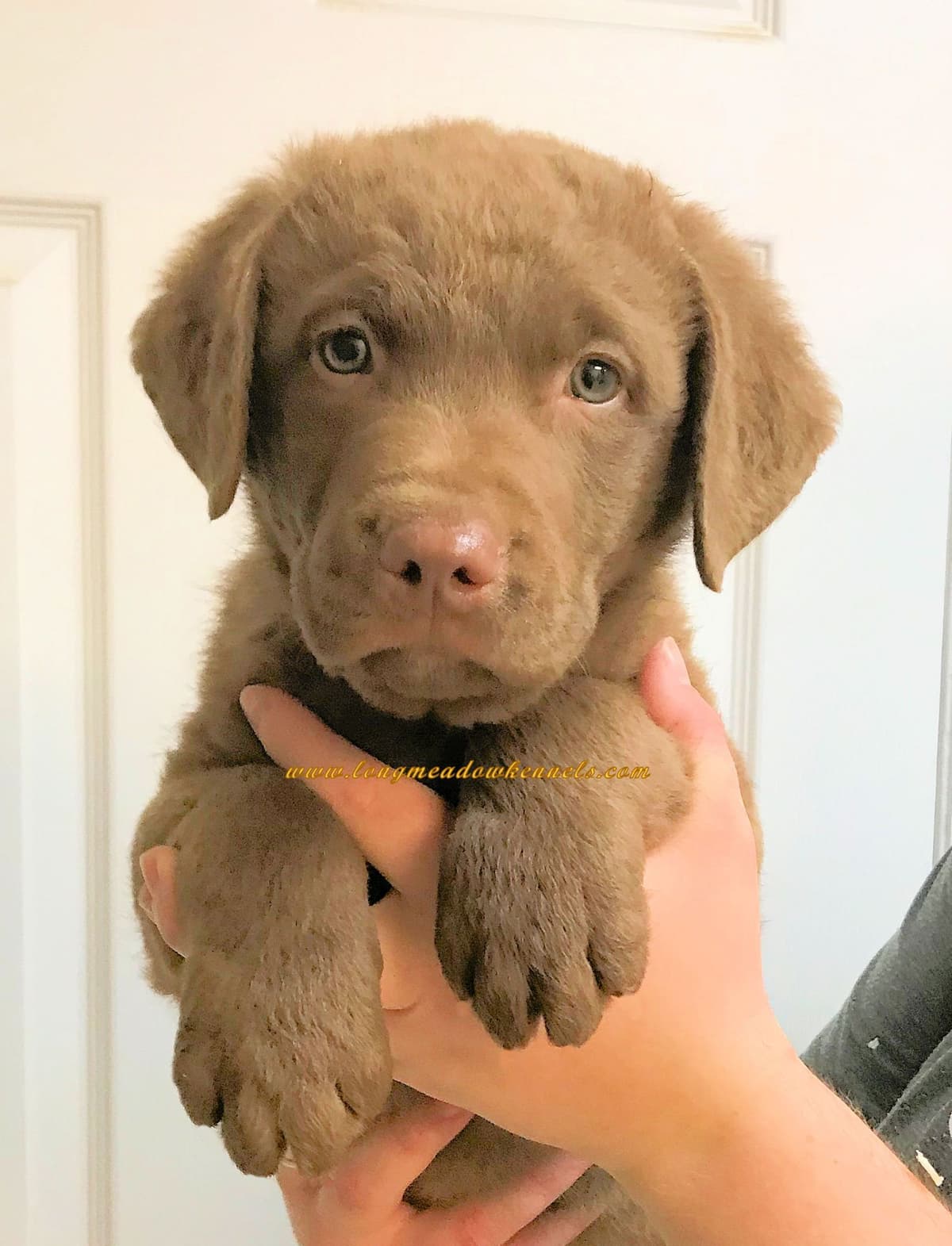 Early Fall Litter ~ Breeder of Merit Silver Level breeder image 22