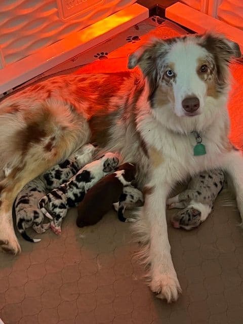 Australian Shepherd Puppies breeder image 1