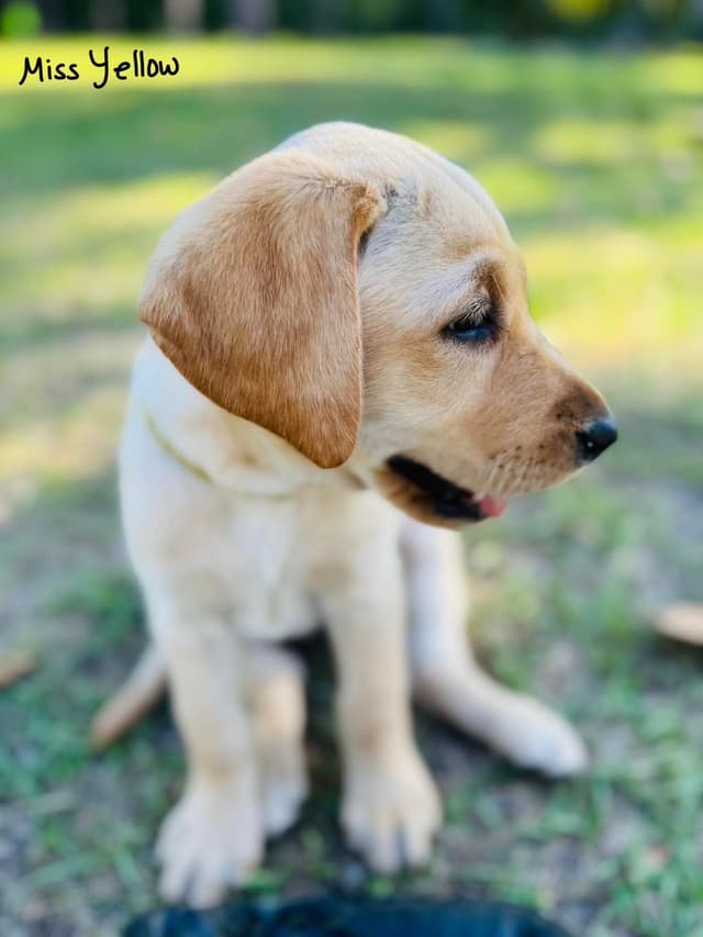 Labrador Retriever Puppies media 2