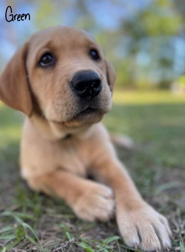 Labrador Retriever Puppies media 3