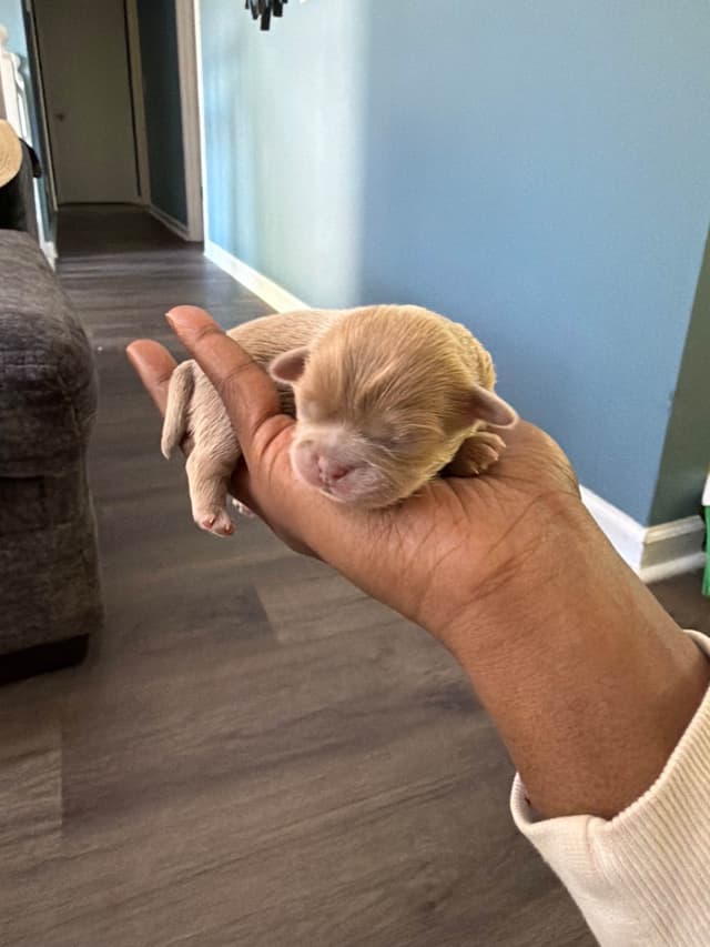 Shih Tzu Puppies media 2