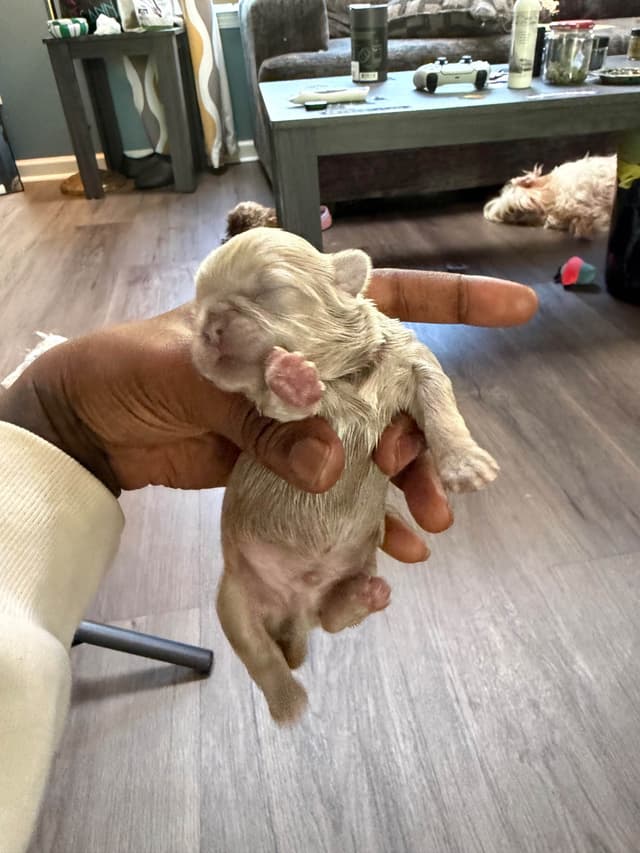 Shih Tzu Puppies media 3