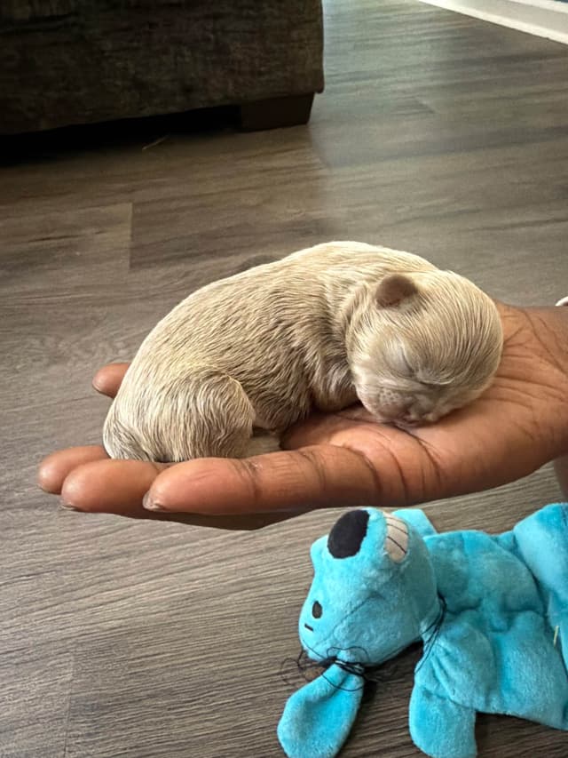 Shih Tzu Puppies media 8