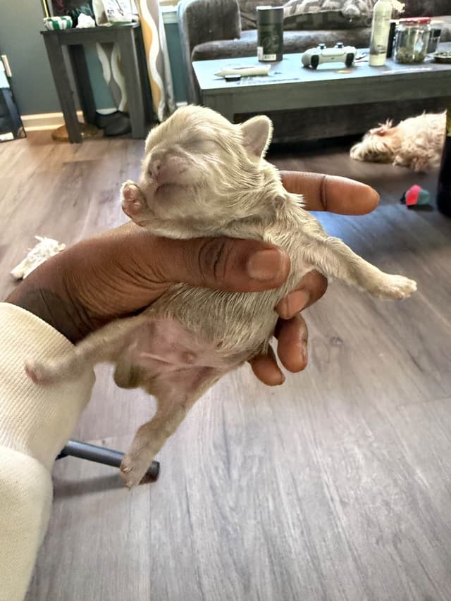 Shih Tzu Puppies media 4